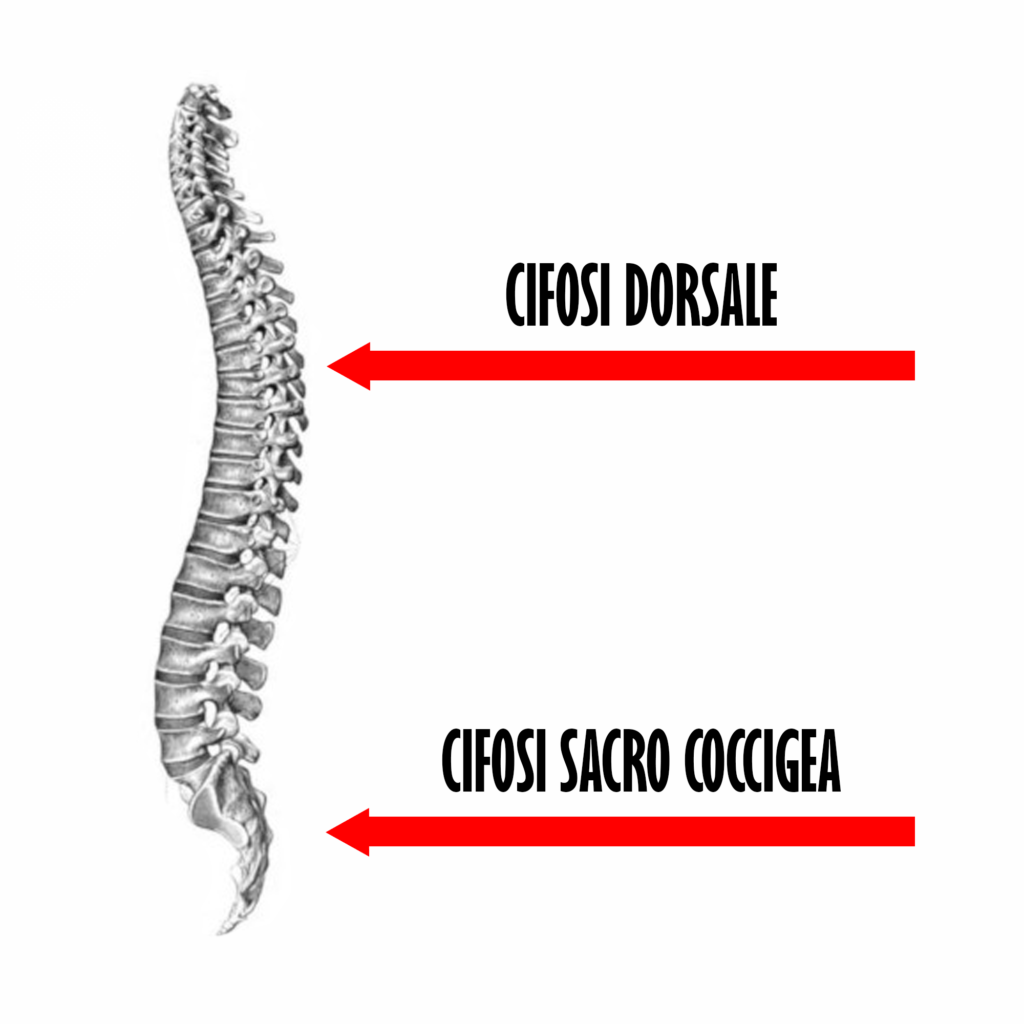 cifosi-fisiologiche